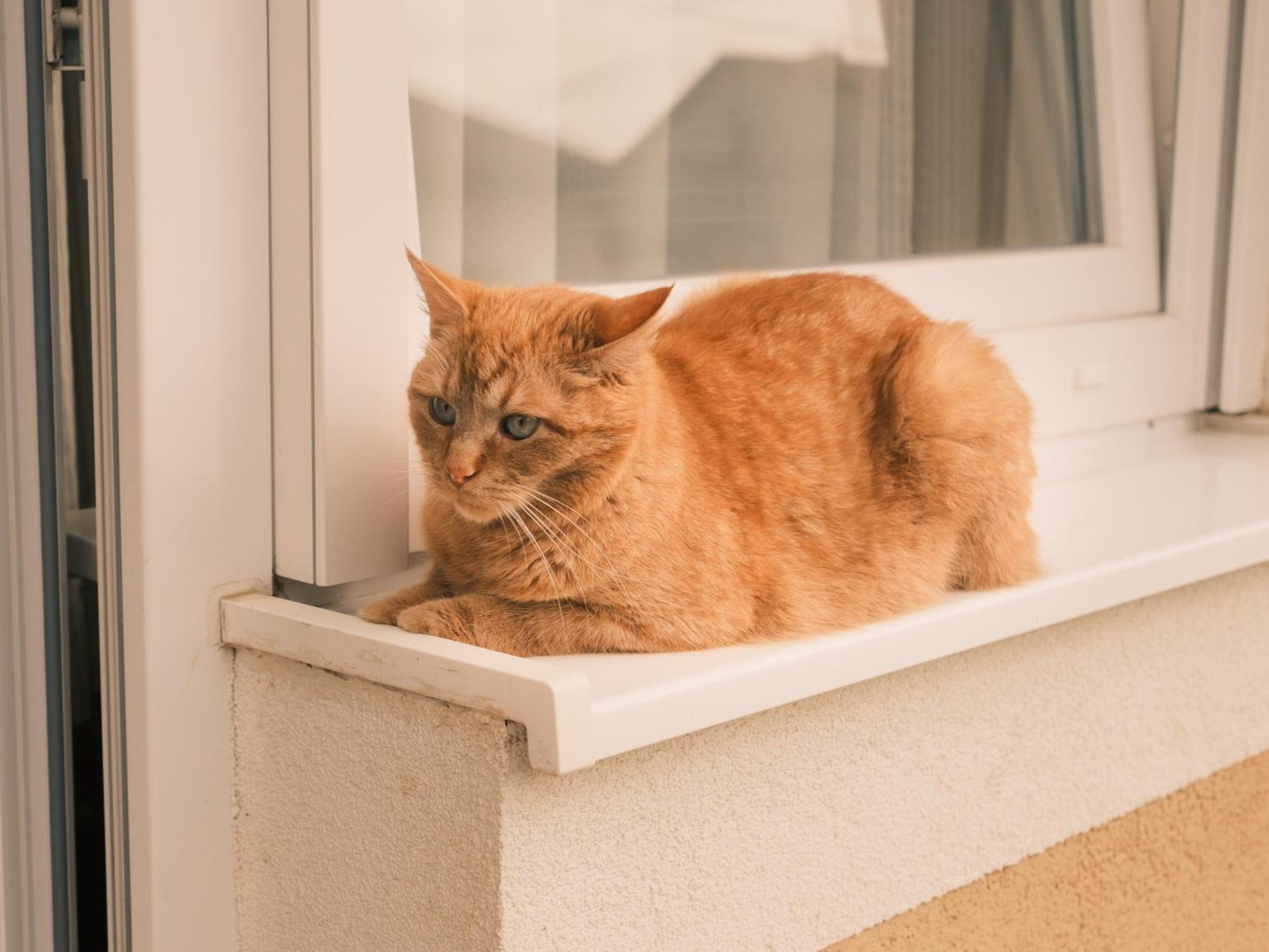Apartmani Venium Križevci Esterno foto